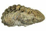 Bargain, Wide Enrolled Morocops Trilobite - Morocco #323537-1